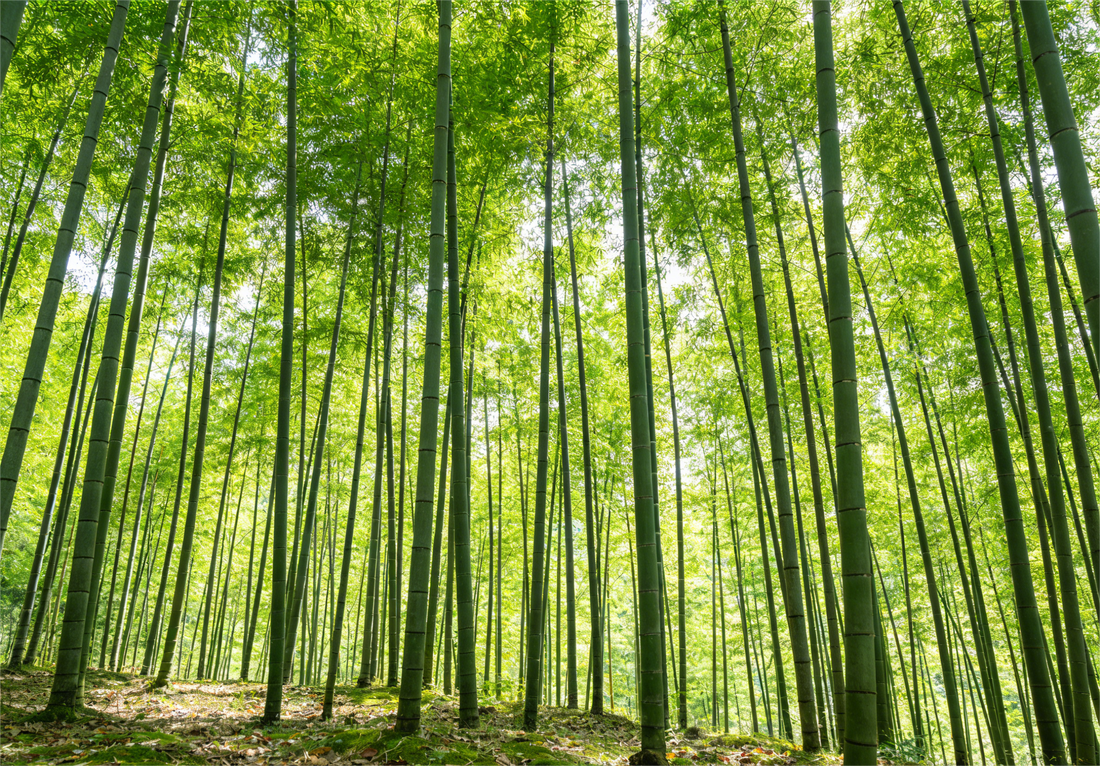 Why Bamboo Is the Best Material for Your Home？